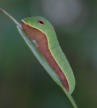 Palamedes Swallowtail caterpillar